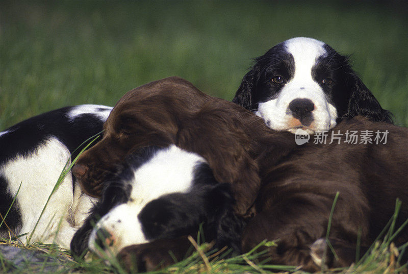 英语施普林格西班牙猎犬幼犬