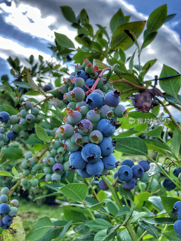 野生的蓝莓