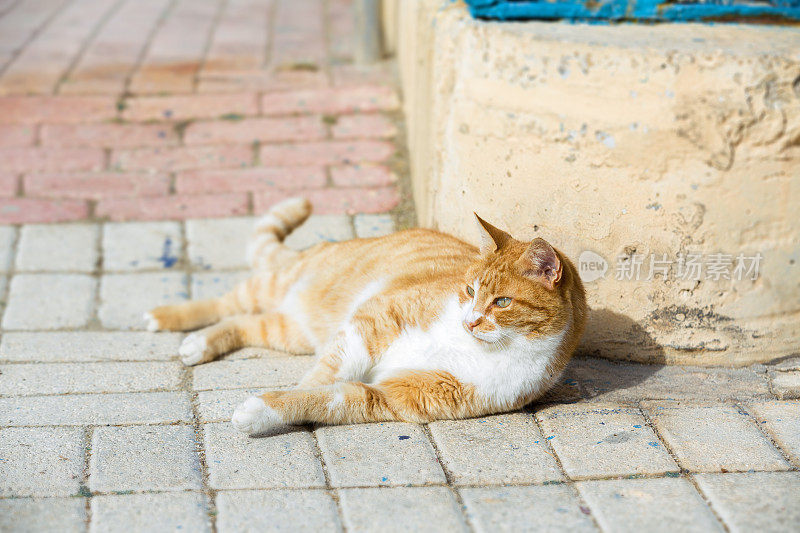 散步的白花猫