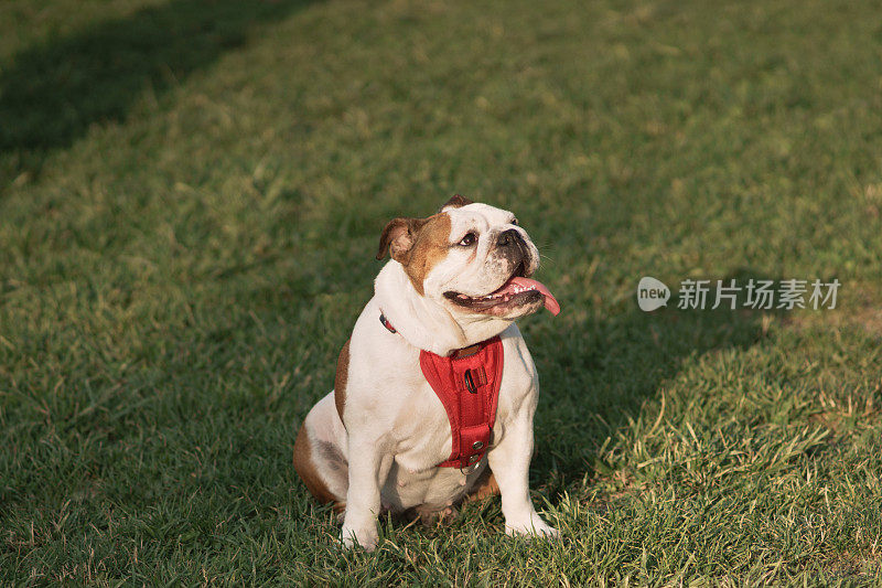 牛头犬坐在草地上-拷贝空间