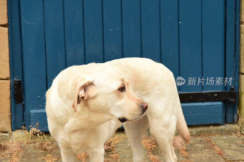 拉布拉多寻回犬和一扇蓝色的门