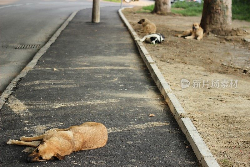 睡在街上的狗