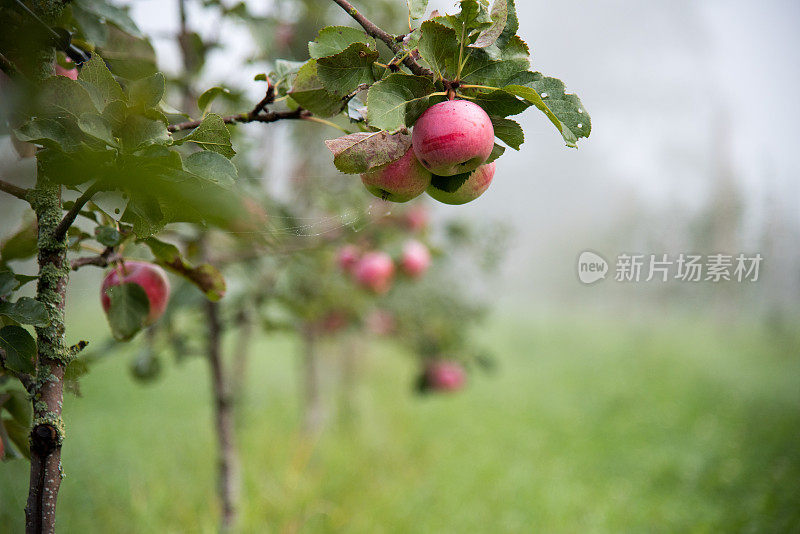 雾蒙蒙的果园里的粉色苹果