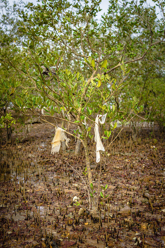 红树林生态系统的塑料污染