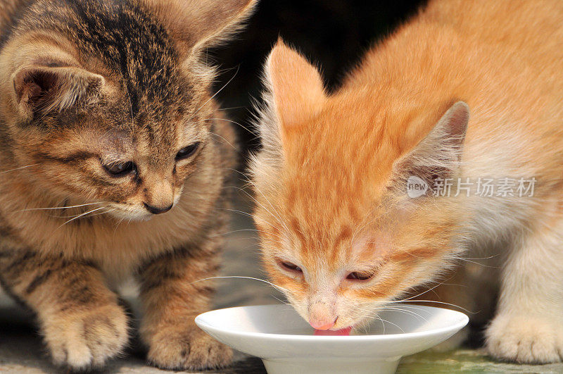 两只猫在喝牛奶