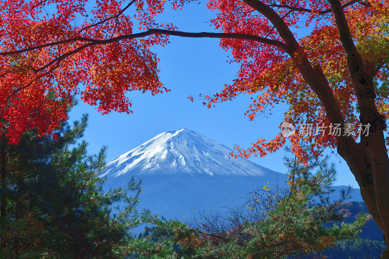 日本富士五湖地区的富士山和秋叶