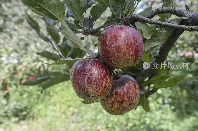 特写的有机红色美味苹果成熟的树上