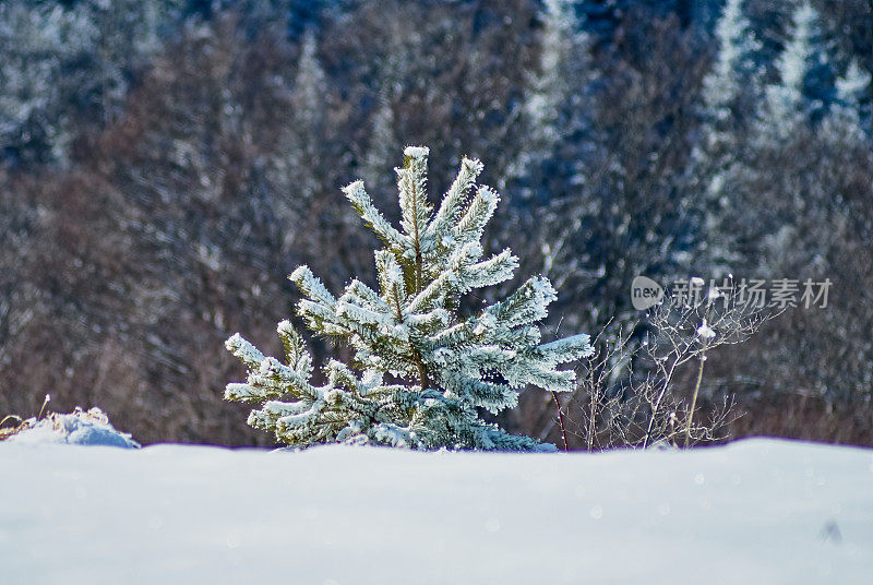 山冬季pyezhzh。主平面上是一棵白雪覆盖的小圣诞树，背景是一片森林。在前景清理中。拉各斯纳基，主要的高加索山脉，俄罗斯