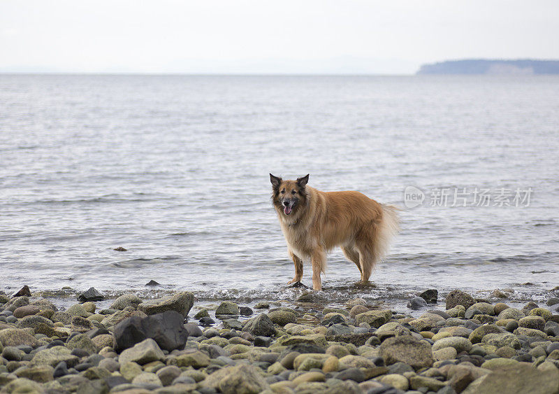 比利时牧羊犬,坦比连犬