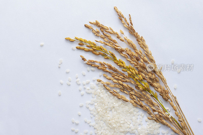 白米散落在大麦旁
