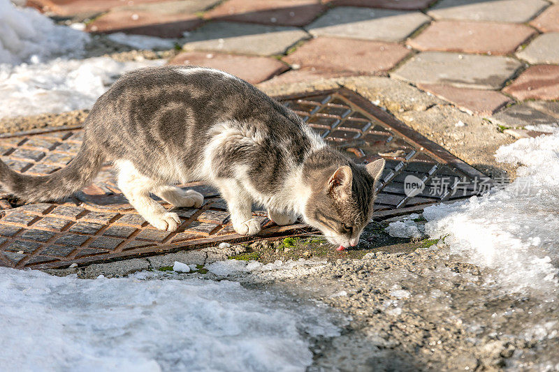 害羞和口渴的街头猫在冬天喝水与雪