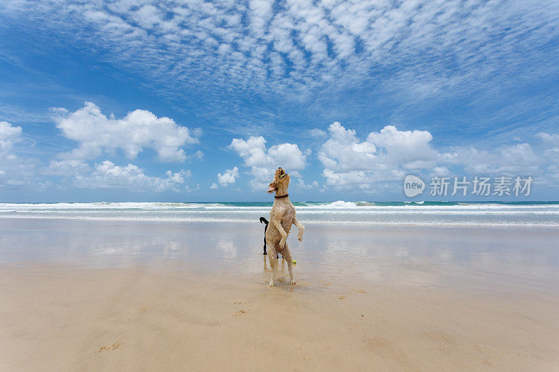 两只快乐的狗在宠物友好的原始海滩上玩耍