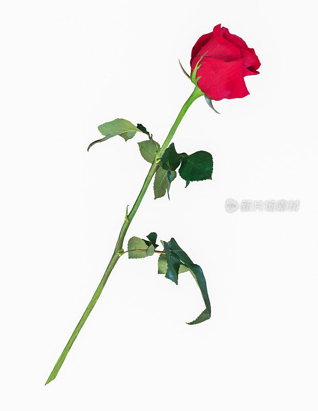在白色背景上剪出的一朵长茎红玫瑰花