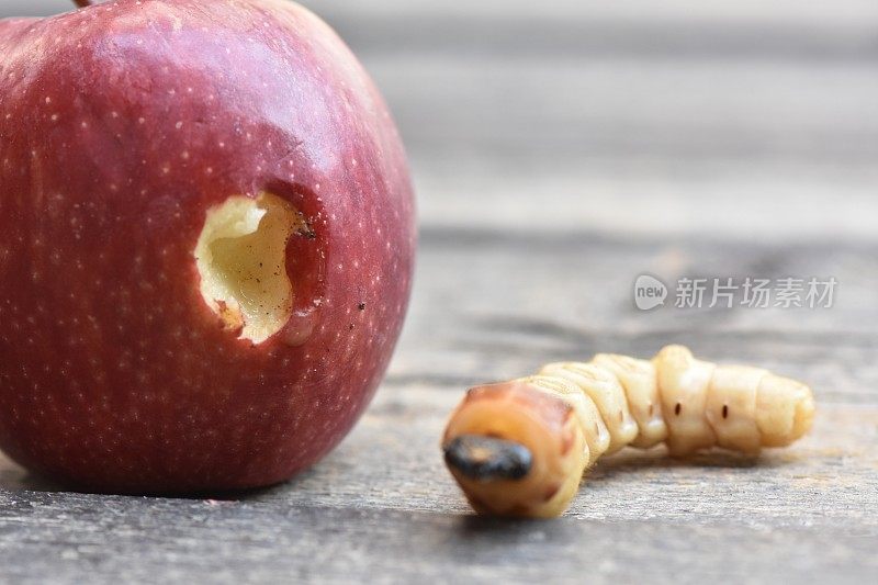 虫子从苹果里钻出来