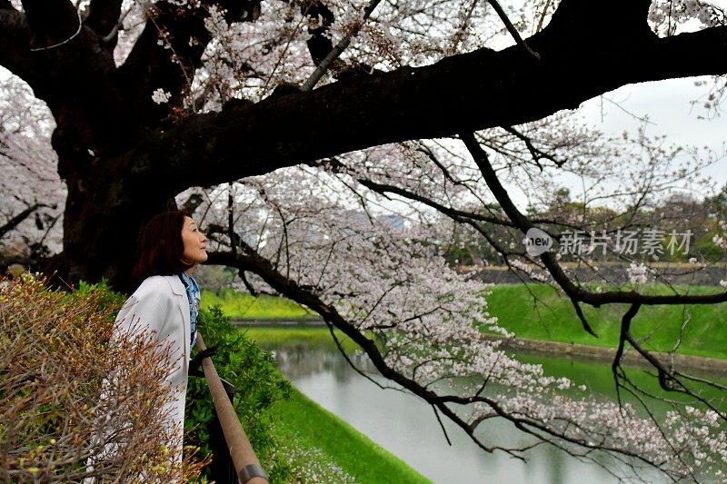 日本女子在东京公园欣赏樱花