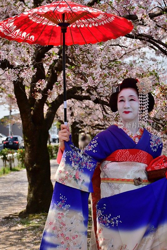 穿着美子服饰的日本妇女在京都运河边欣赏樱花