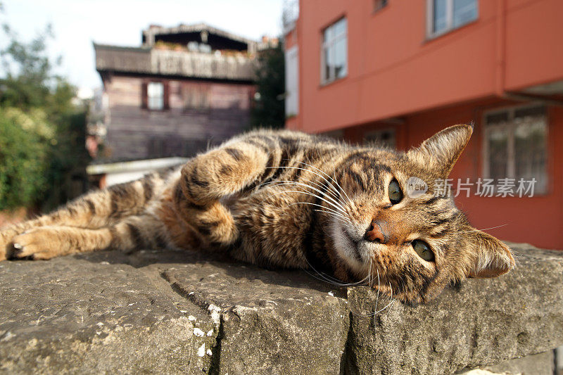 虎斑流浪猫躺着