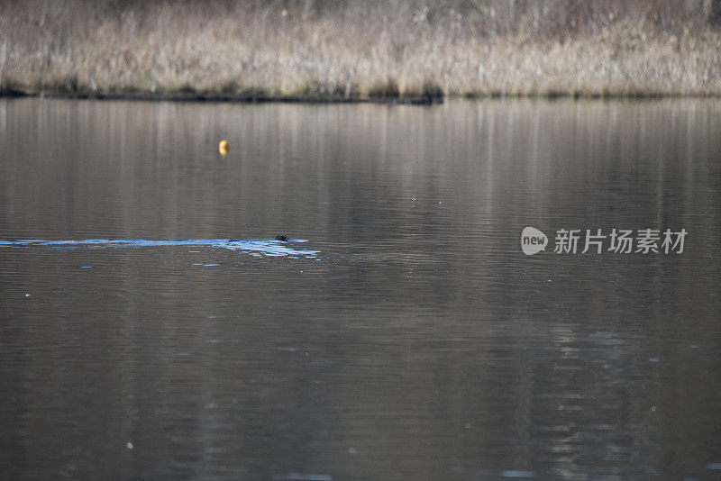 水獭