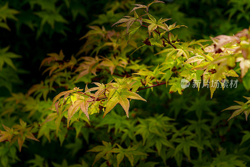 波尔多植物园