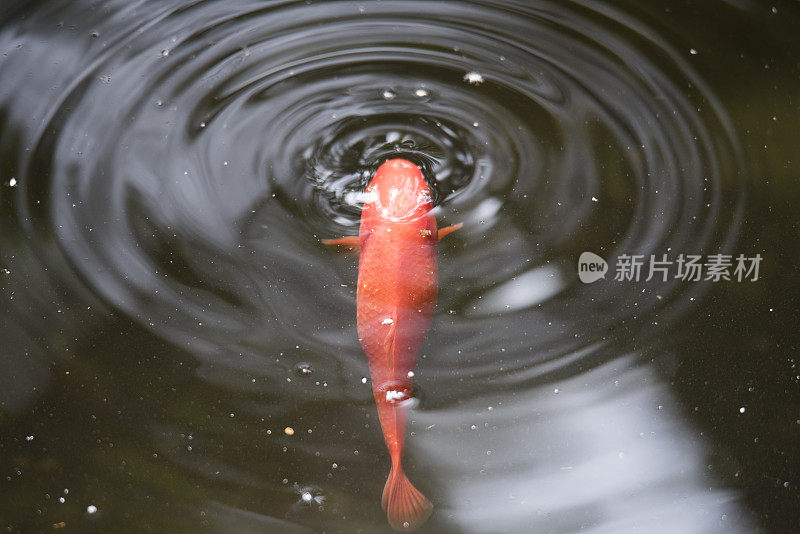 锦鲤在水面觅食