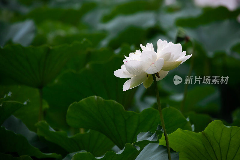 池塘里荷花