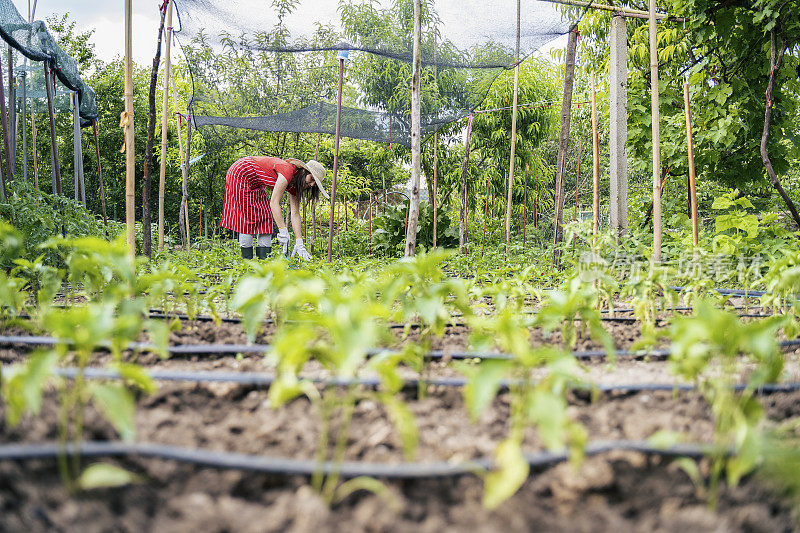 照顾花园中的植物。园艺、农业、春天。耕地，菜园。