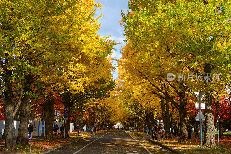 北海道大学的银杏大道被黄红秋叶遮蔽