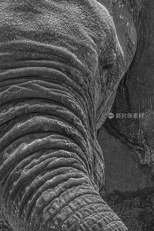 非洲象的头和鼻子的黑白特写