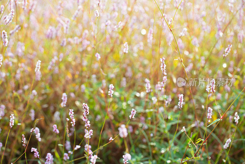 东方蓼属植物林。盛开在秋天