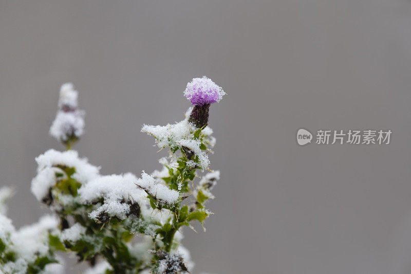 初雪，立冬