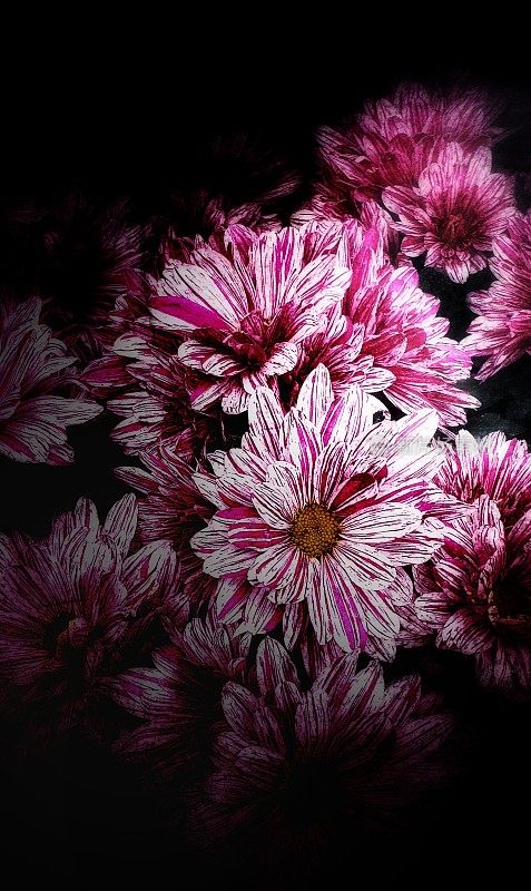 菊花的粉红色和白色花瓣在黑暗的背景。微距。明暗对比的。