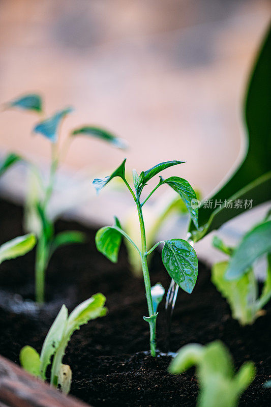 种植新种蔬菜幼苗