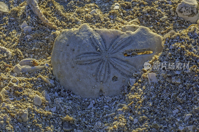 Coquina是一种主要由贝壳碎片组成的沉积岩。因为贝壳是由碳酸钙制成的，coquina的正式名称是石灰石，圣伊格纳西奥泻湖，下加利福尼亚，墨西哥
