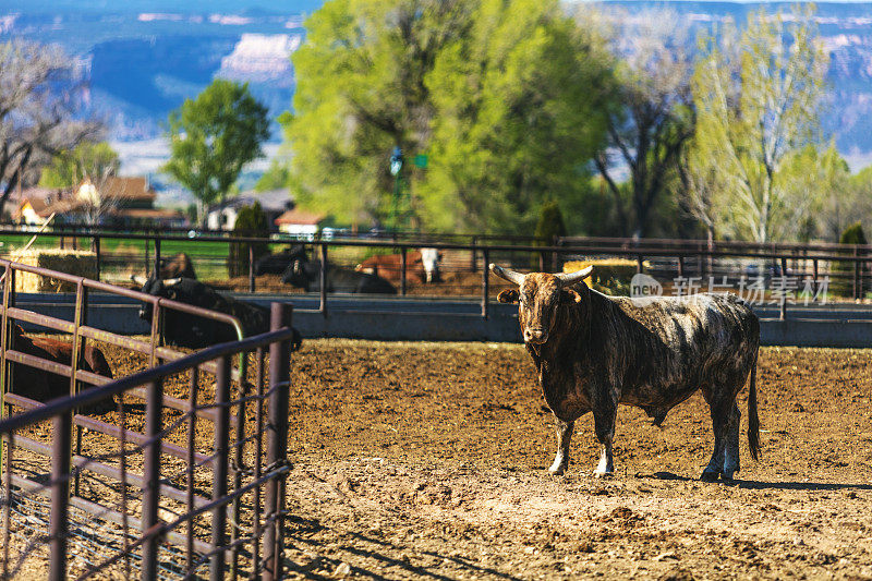 经济低迷时期美国西部饲养场的短刺牛肉牛