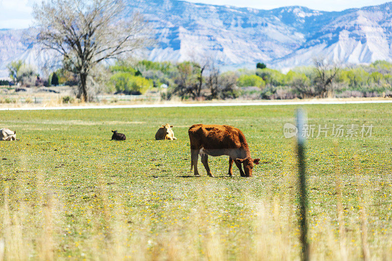 经济低迷时期美国西部牧场的肉牛