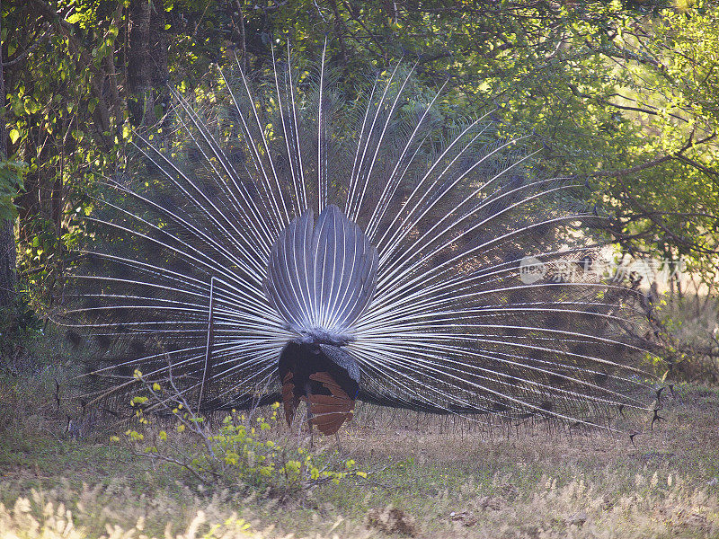 孔雀一种野生的雄性印度孔雀(孔雀)，从后面向雌性孔雀展示