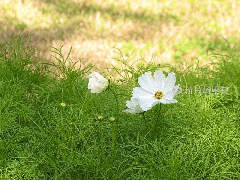 清新的白色宇宙花在一个花园