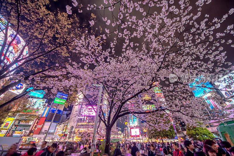 夜晚，日本东京涉谷路口前盛开的樱花