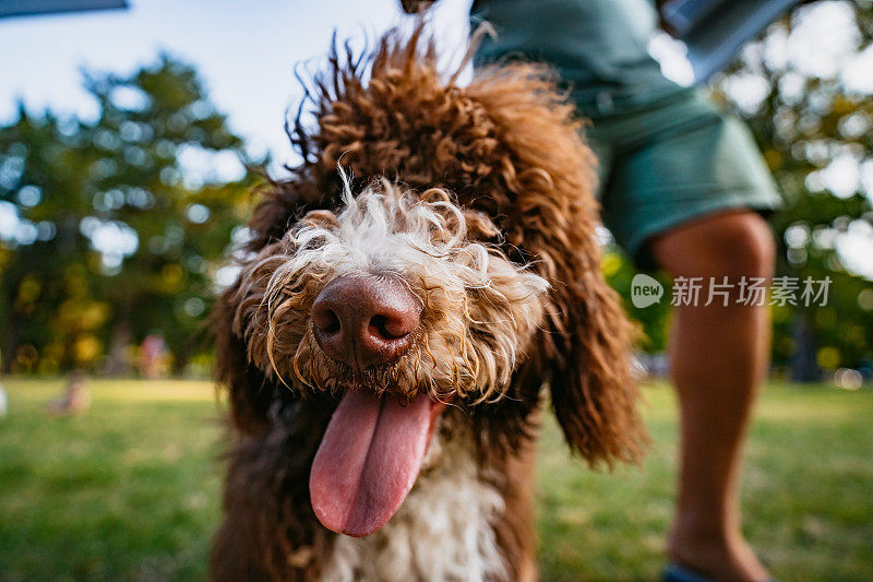 可爱的拉布拉多犬看着镜头