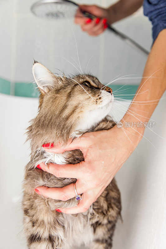 宠物主人在浴缸里给纯种西伯利亚猫洗澡