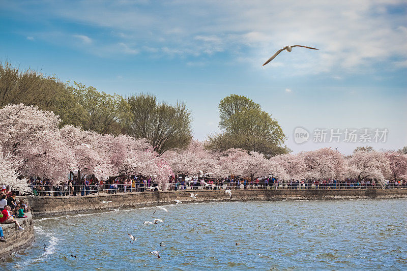 在樱花节期间，游客坐在华盛顿特区的潮汐盆地上