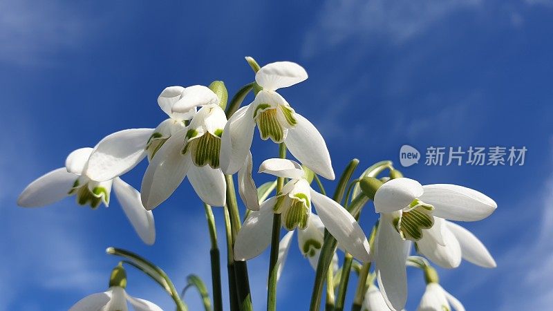 雪花莲