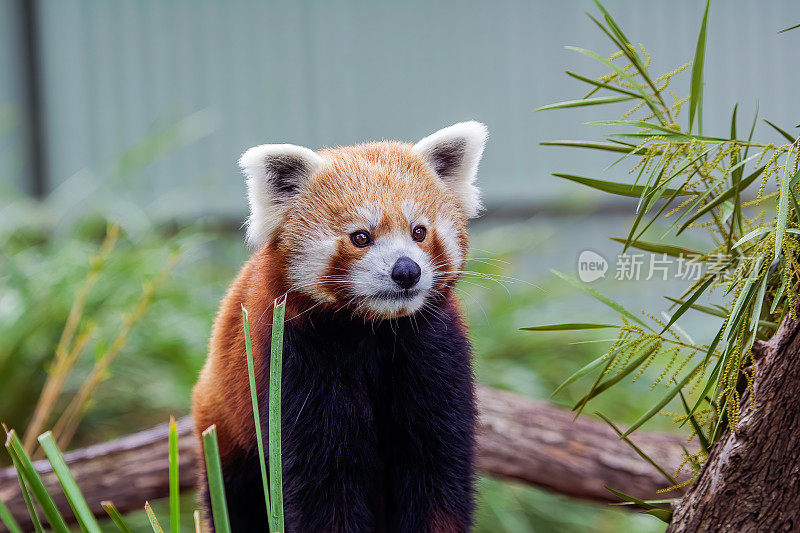 小熊猫特写(小熊猫)