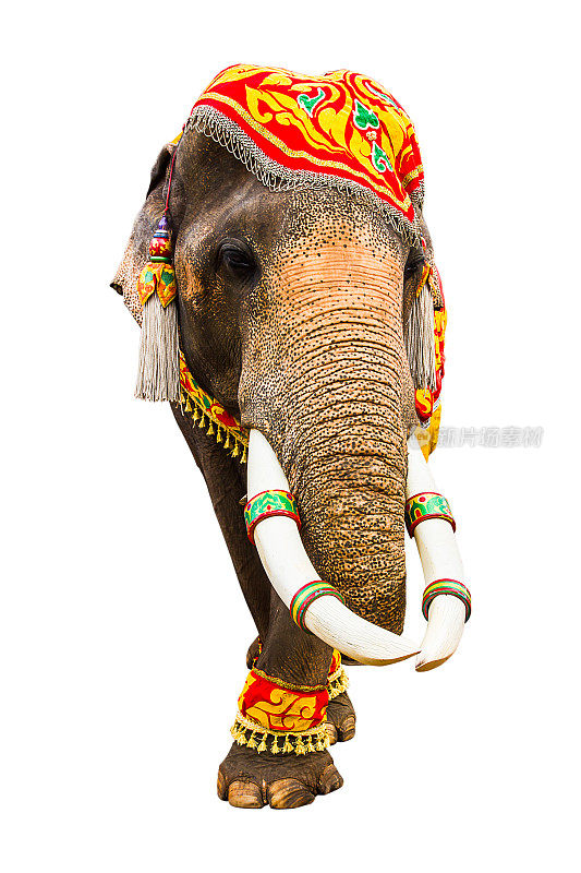 大象有美丽和大孤立在白色的背景。彩绘象头，装饰泰国大象。