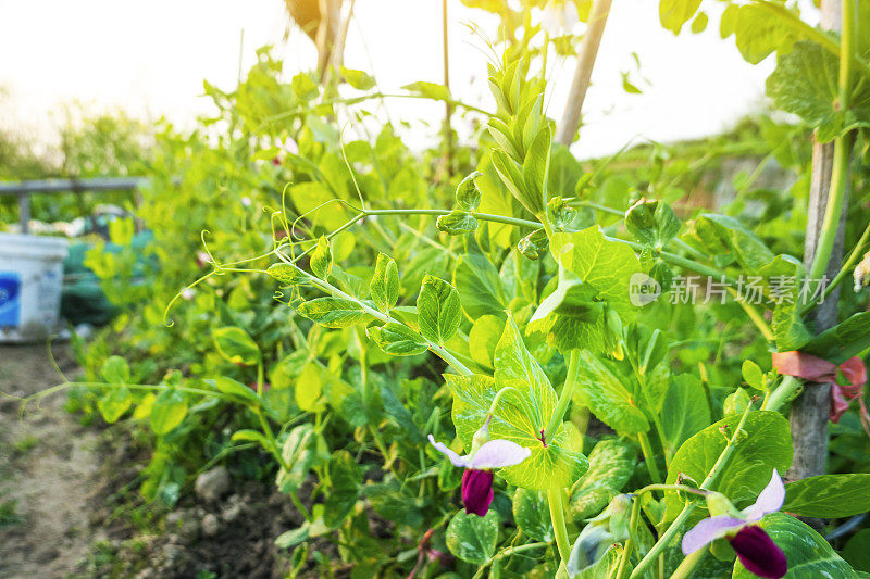 在春天的阳光下，紫色的豌豆花在农田里