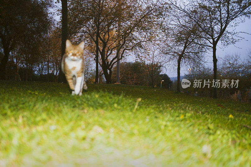 闪光灯下公园里的流浪猫