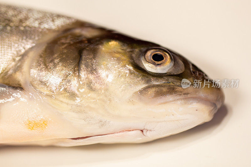 木炭――Salvelinus