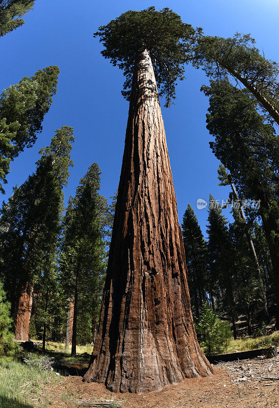 美国加州红杉