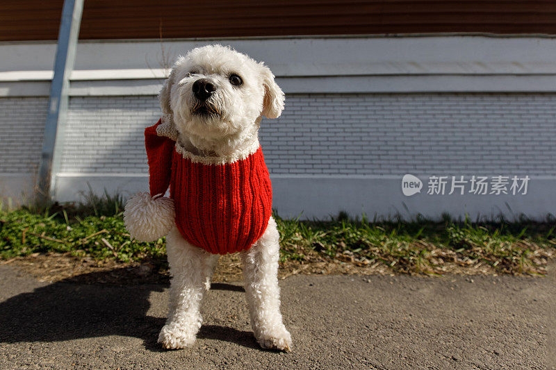 在户外穿着红色衣服的时尚狗