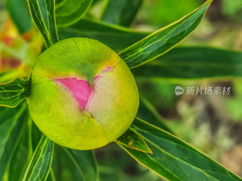 花蕾粉红夏威夷珊瑚牡丹生长在春天的花园